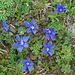 Hübsche Alpenflora - Enzian.