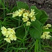 Hübsche Alpenflora - Schlüsselblümchen.