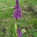 Hübsche Alpenflora - Name unbekannt.
