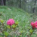 Prime fioriture dei rododentri