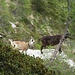 Compagne di discesa: le capre