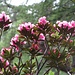 Rododendro in fiore