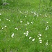 Prati in fiore 1