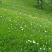 Prati in fiore 2