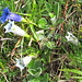 Weisser Clusius-Enzian<br />Bei blauen Blüten (Enziane, Glockenblumen) sind weisse Varietäten gar nicht so selten