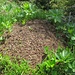 über 20 Ameisenkolonien habe ich auf dem ganze Grat gezählt. Das muss ja ein Paradies sein für Ameisenforscher.
