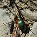 Ein Käfer, ich vermute mal, ein Verwandter von [http://www.hikr.org/gallery/photo1117806.html?post_id=65725#1 diesem] hier...