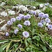Das Lila der Kugelblumen dominiert lange Zeit.