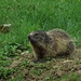 Die Murmeltiere im unteren Bereich haben wenigstens schon frisches Gras.<br /><br />Dalle marmotte più in basso c`è almeno l`erba fresca.