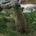 Murmeltier der oberen Population<br /><br />Marmotta della popolazione più in alto.
