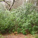 der für Irland typische üppige Unterwuchs im Wald mit Rhododendron - wie in Nepal :-)