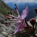 Ein Kunstwerk von einer Blume: Zwergalpenrose am Grat<br /><br />Un artificio di un fiore: Rhodothamnus chamaecistus