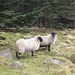 nordirische Schafe im Glen River Valley