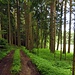 Durch den kühlen Wald bei 26 Grad