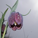 Fritillaria tubiformis - Meleagride alpino