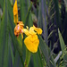 Gelbe  Wasserlilie