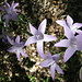 Nette Glockenblumen im Halbschatten des lichten Waldes.