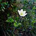 Pulsatilla alpina, Ranunculaceae.<br />Pulsatilla alpina.<br />Pulsatille des Alpes.<br />Weisse Alpen-Anemone.