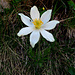 Pulsatilla alpina (L.) Delarbre s.str.
Ranunculaceae

Pulsatilla bianca.
Pulsatille des Aklpes.
Weisse Alpen-Anemone.