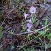 Soldanella alpina L.
Primulaceae
 
Soldanella comune. 
Soldanelle des Alpes.
Grosses  Alpengloeckchen.