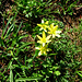 Gagea fragifera
Liliaceae. 

Cipollaccio fistoloso.
Gagée fistuleuse.
Roehriger Gelbstern oder Alpen-Goldstern.