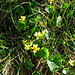 Viola biflora L.
Violaceae

Viola montana gialla.
Violette aà deux fleurs.
Gelbes Berg-Veilchen.