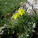 Erysimum cheiri (L.) Crantz, Brassicaceae.<br />Violaciocca gialla.<br />Giroflée.<br />Goldlack.