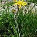 Doronicum grandiflorum, Compositae. <br />Doronico dei macereti o Doronico a grandi fiori.<br />Doronic à grandes fleurs.<br />Grosskoepfige Gämswurz.
