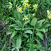 Primula veris, Primulaceae. <br />Primula odorosa.<br />Primévere du printemps.<br />Gewoehnliche Frühlings-Schlüsselblumen.