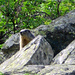 Una marmotta di vedetta dietro ad una roccia.