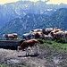 Die Kühe stehen dicht gedrängt an der Rietzau-Alm