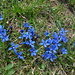 Farbtupfern in der Landschaft