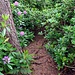 Das Rhododendron-Dickicht, das [u WoPo1961] in seinem [http://www.hikr.org/tour/post21239.html Bericht] erwaehnt hat. Von hier sind's nur noch 15-20 Minuten bis zum Parkplatz.