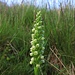 Ein Weißzüngerl "Die Weiße Höswurz (Pseudorchis albida), auch Weißzunge oder Weißzüngel genannt, zählt neben der Grünen Hohlzunge (Coeloglossum viride) und dem Zwergstendel (Chamorchis alpina) zu den typischen Orchideen der Bergwiesen." (Wikipedia)
