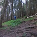 Über den Dreimarken geht steil im Wald hoch.<br /><br />Sopra i Dreimarken il sentiero conduce in alto abbastanza ripido.