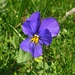 Bellissime viole