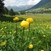 Botton d'oro