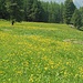Fantastici prati in fiore
