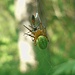 Noch in paar Bilder von [u 83_Stefan]: Genüsslich saugt eine Spinne ihr Opfer aus.
