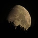 Monduntergang 2.08 Uhr. Bei der Anfahrt nach Linderhof verschwindet der Mond schon wieder hinter den Bäumen.<br /><br />Tramonto della luna alle 2.08. Nel tragitto verso Linderhof la luna si nasconde già di nuovo dietro gli alberi.