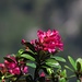 Alpenrosen<br /><br />Rododendro