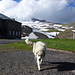 Kein Wolf, sondern nur der lamm-brave Stationshund vor dem Aragats