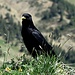 Gipfelbesuch