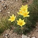 Gelbe Alpen-Kuhschelle oder Schwefel-Anemone (Pulsatilla alpina subsp. apiifolia).