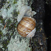 Escargot auch am Klettern jedoch gerade am ausruhen