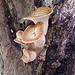 strani funghi d'albero