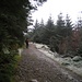 Auf einem Waldweg steigen wir in leichtem Schneefall auf