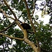 in diesem Baum befindet sich eine Familie von Brüllaffen (Howler Monkeys)