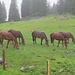 Pferde mit Glöckchen: ein ungewohntes Bild