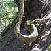 Schlangenbaum: Laune der Natur